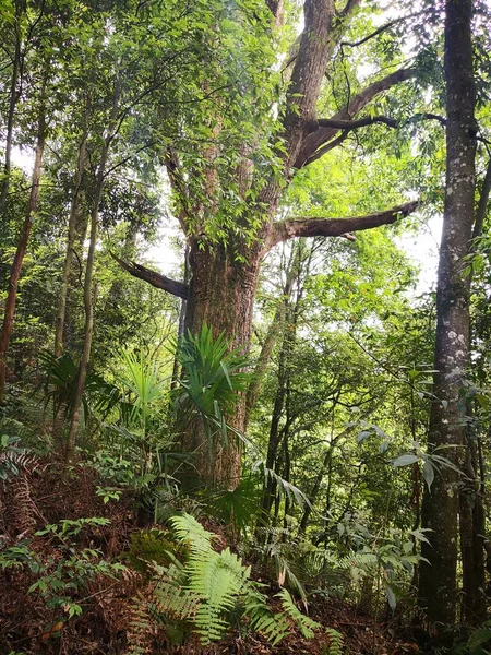 Foresta Verde Nella Giungla — Foto Stock