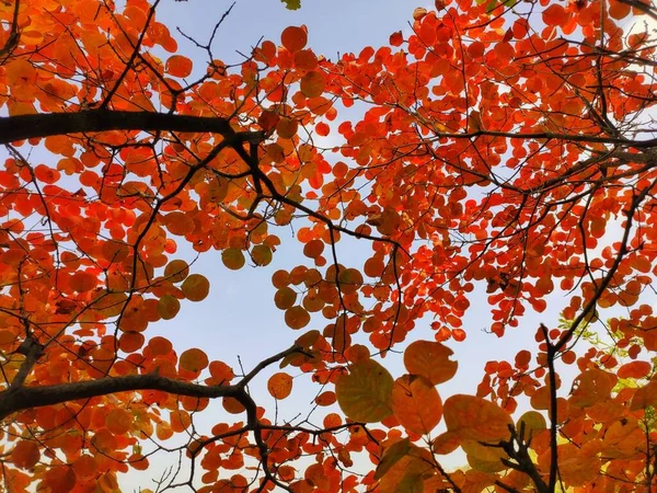 stock image autumn leaves, fall season flora