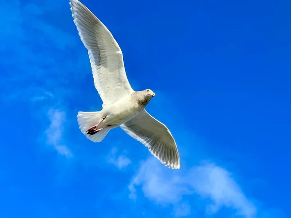 Martı Gökyüzünde Uçuyor — Stok fotoğraf