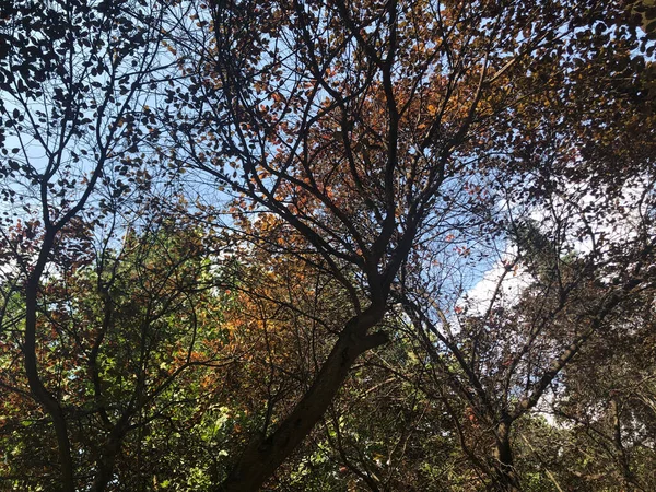 stock image beautiful autumn leaves in the forest