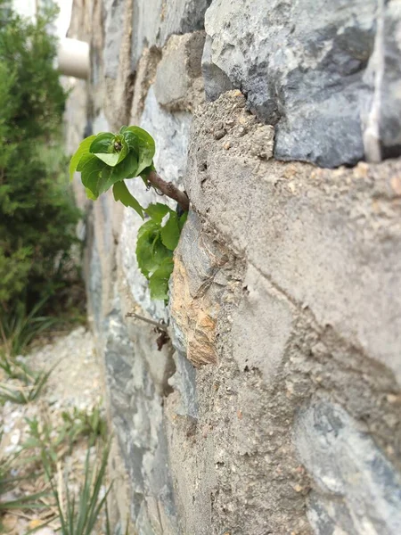 green ivy on the wall