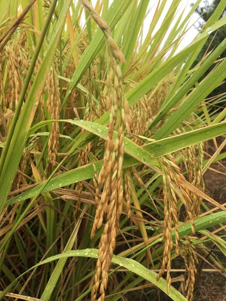 绿稻田 植物及自然 — 图库照片