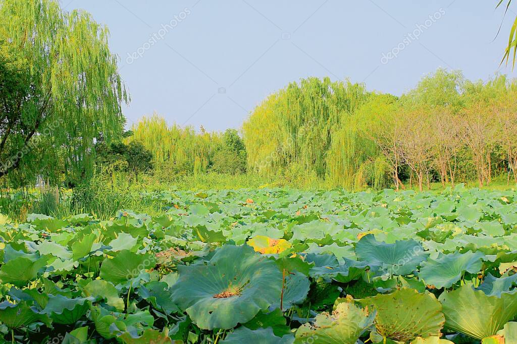 Tuchong-Microstock2