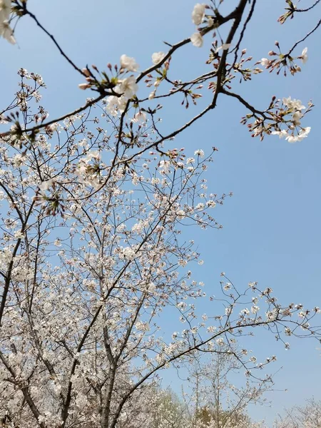 stock image beautiful spring flowers on a tree