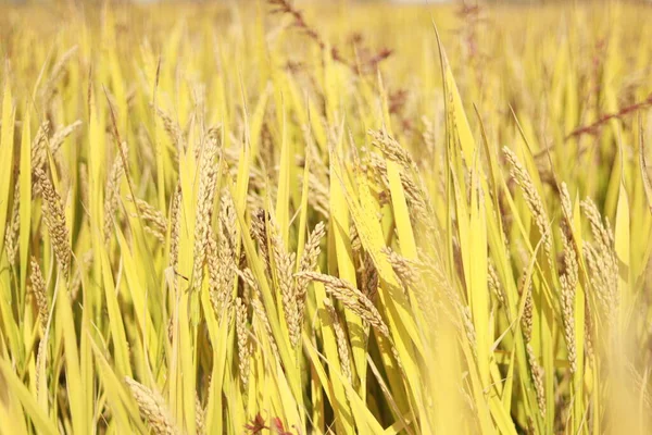 Золоте Пшеничне Поле Влітку — стокове фото