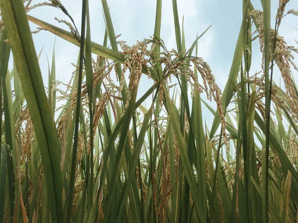 Πράσινο Ρύζι Πεδίο Μπλε Ουρανό — Φωτογραφία Αρχείου