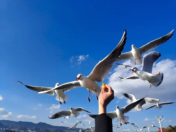 Martılar Gökyüzünde Uçuyor — Stok fotoğraf