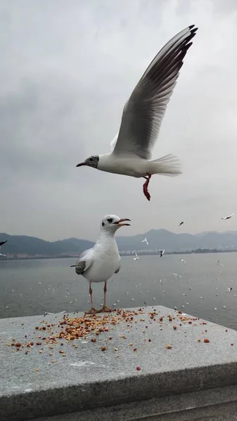 Martı Denizin Üzerinde Uçuyor — Stok fotoğraf