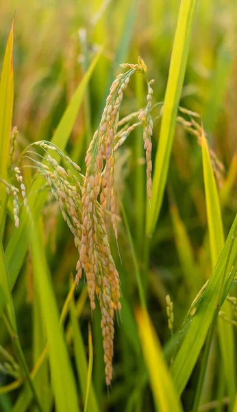 Campo Arroz Hierba Verde Flora —  Fotos de Stock