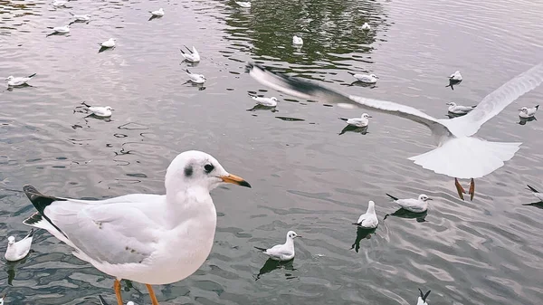 Beautiful White Swans Lake — Stock Photo, Image