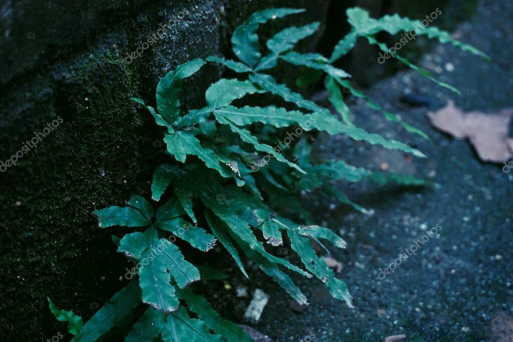 Tuchong-Microstock2