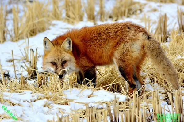 red fox in the snow