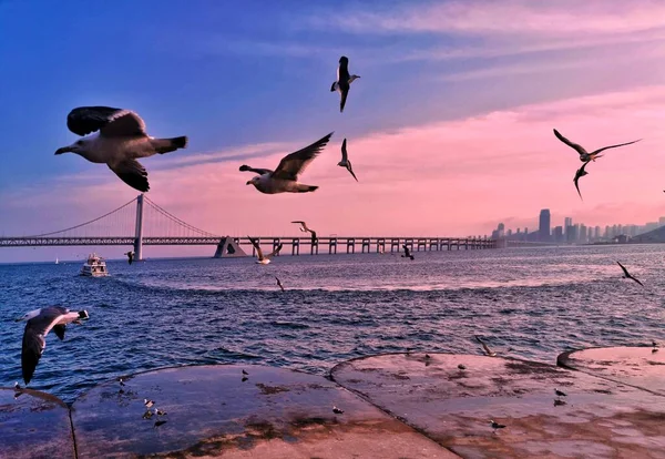 Seagulls Flying Sea — Stock Photo, Image