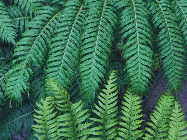 green fern leaves on a white background