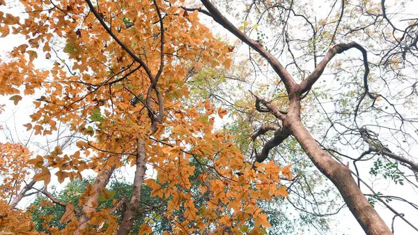 Hojas Otoño Temporada Otoño Flora — Foto de Stock