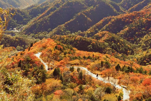 Outono Paisagem Com Árvores Coloridas Floresta — Fotografia de Stock