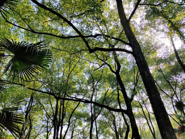 Feuilles Vertes Dans Forêt — Photo