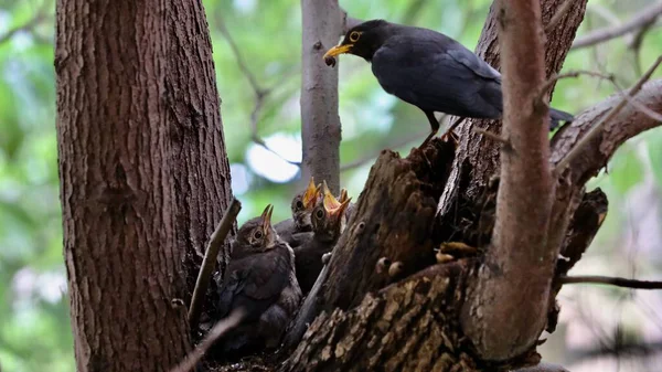 Bird Sitting Tree Branch — Stock Photo, Image