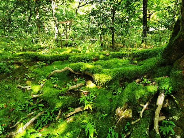 Floresta Verde Parque — Fotografia de Stock