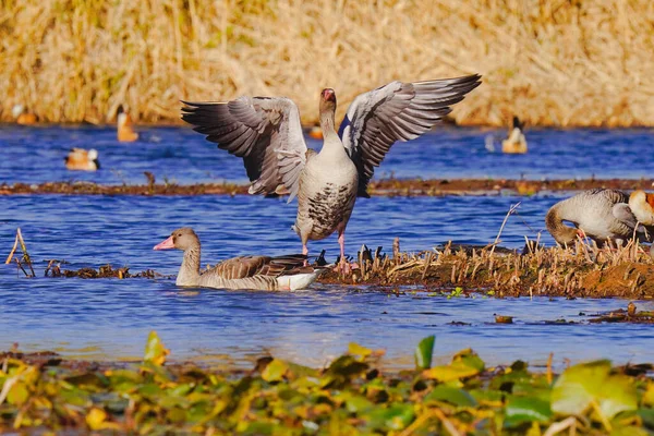 white geese on the lake