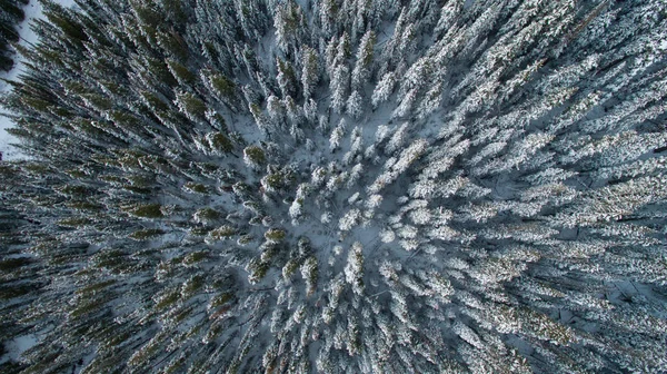 aerial view of the forest in the winter