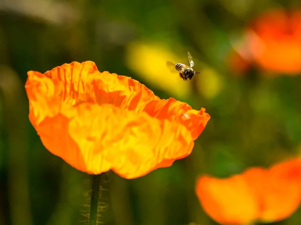 beautiful yellow poppy flower in the garden