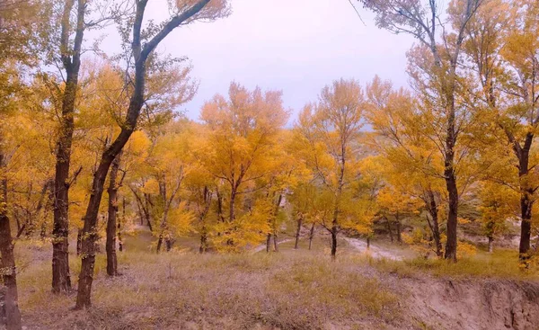 autumn landscape with trees and leaves