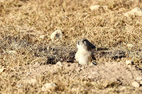 a closeup shot of a cute squirrel sitting on a ground