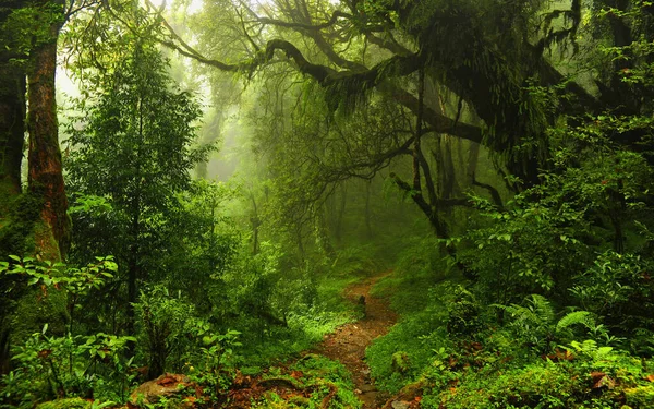 beautiful green forest in the mountains