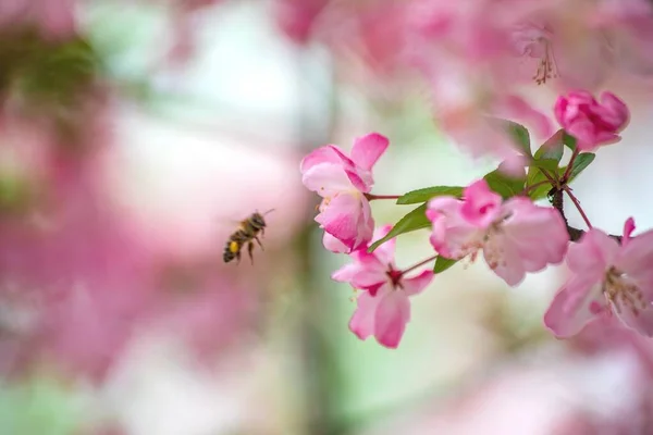 bee on a pink flower