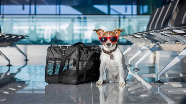 dog with luggage in the airport
