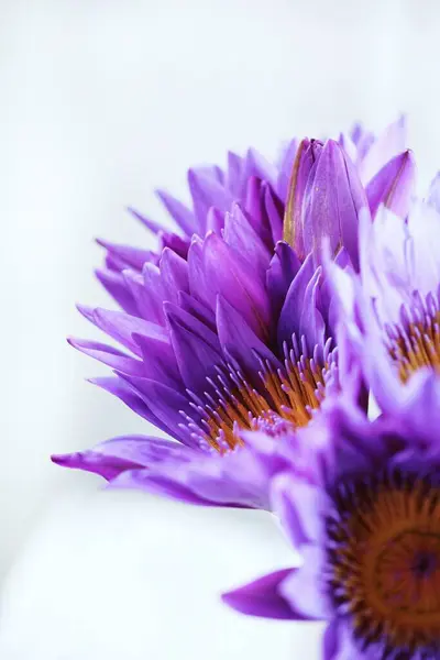 美丽的紫色花在白色背景上 — 图库照片