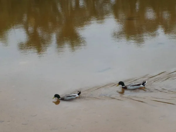 Ducks Lake — Stock Photo, Image