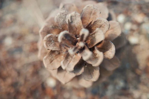 close up of pine cones on a background of snow
