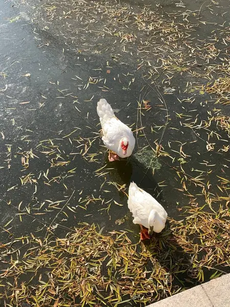 White Black Ducks Ground — Stock Photo, Image