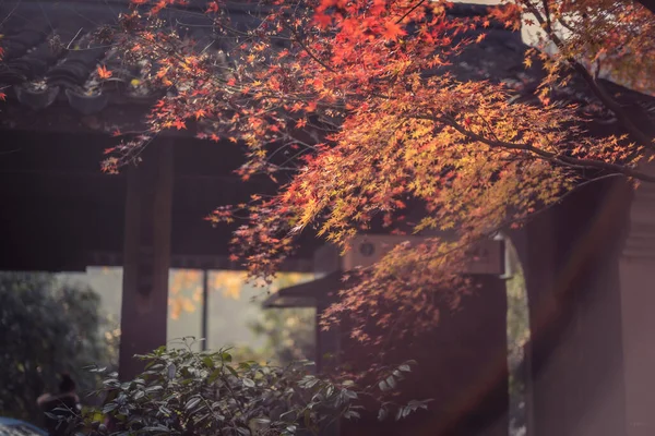 stock image autumn leaves, fall season flora