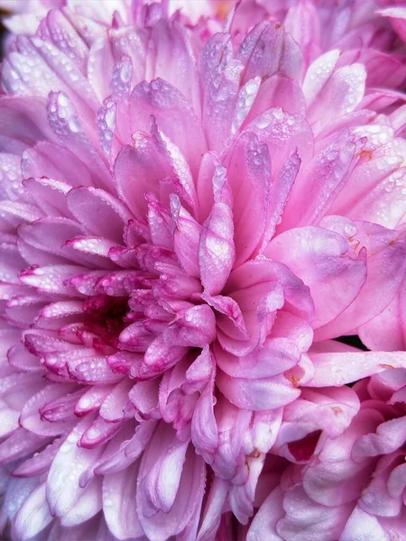 Цветок Розовой Хризантемы Саду — стоковое фото