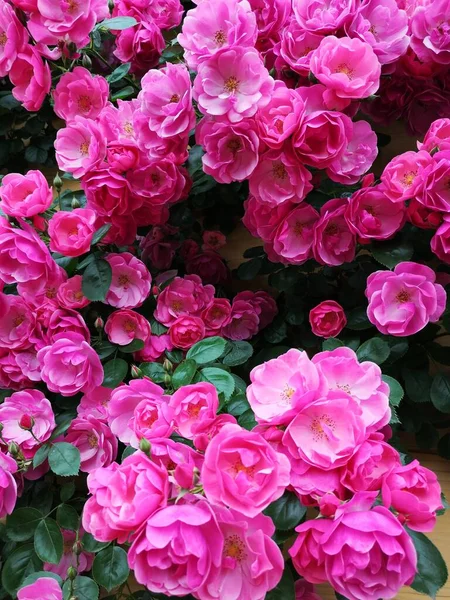 Krásné Růžové Růže Zahradě Stock Fotografie