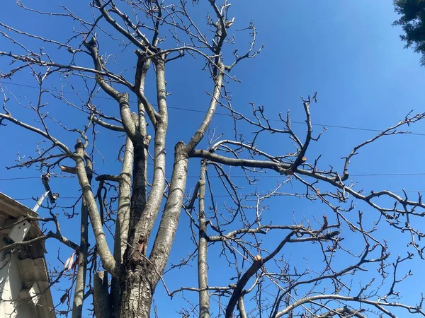 stock image tree branches in the forest