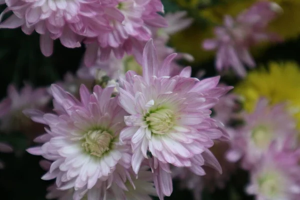 花园里美丽的花 — 图库照片