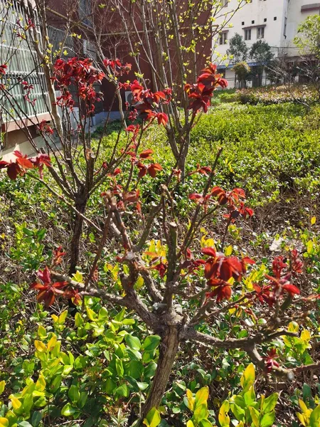 Red Green Leaves Garden — Stock Photo, Image