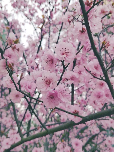 stock image beautiful pink sakura flowers in the garden