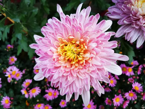 Красивый Розовый Цветок Георгины Саду — стоковое фото