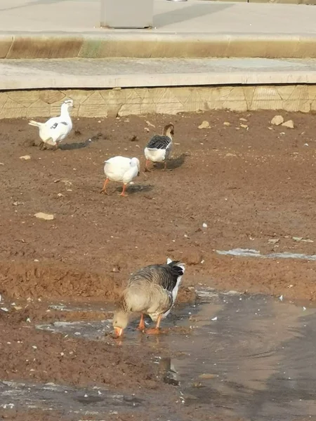 White Goose Farm — Stock Photo, Image