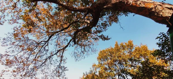 Ramas Árboles Bosque — Foto de Stock