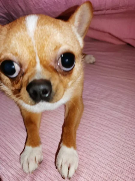 Chihuahua Dog Lying Bed — Stock Photo, Image