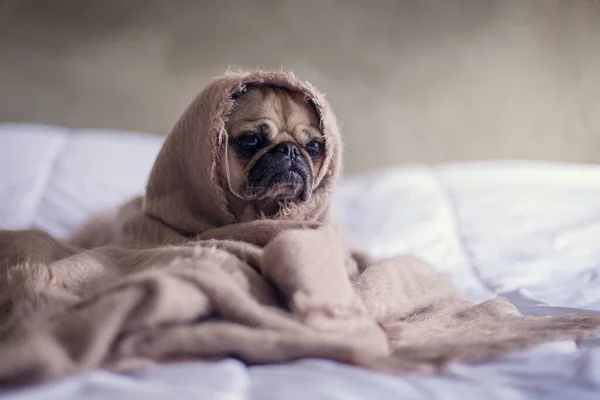 cute pug dog lying on bed