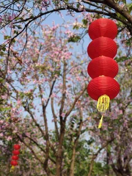 Beautiful Red Sakura Tree Garden — Stock Photo, Image