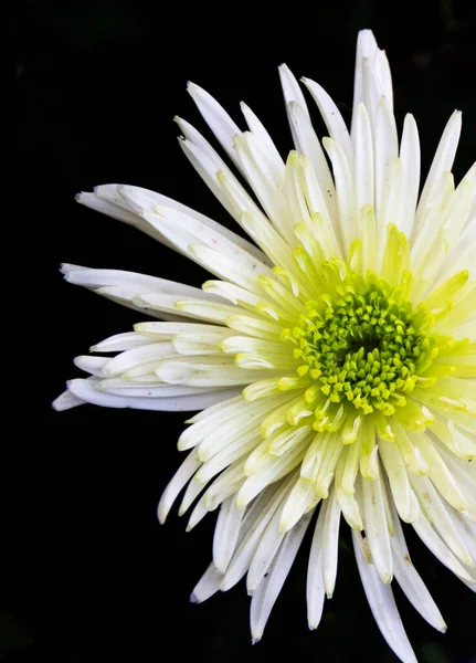 Красивый Белый Цветок Маргаритки Черном Фоне — стоковое фото
