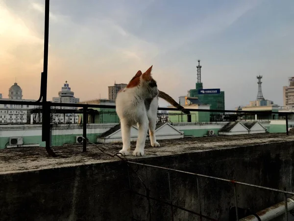 Cat Roof City — Stock Photo, Image